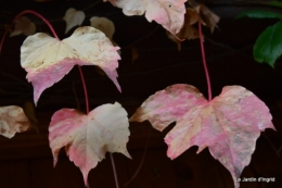 les tons roses,choux frisés,automne 088.JPG