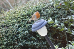 les oiseaux sur terrasse 004.JPG