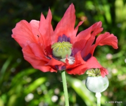 coquelicots 012.JPG