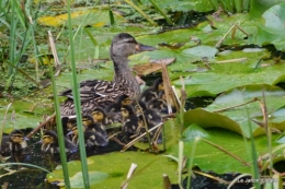 puces Lalinde,bébés canards,au moulin souci 057.JPG