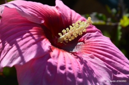 Ines,bouquet,hibiscus rose,cygnes,jardin 132.JPG