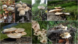 2012-10-14 champignons,citrouilles,st Mayme de Péreyrol,fuschias,jardin aut.jpg