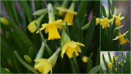 2013-03-08 crocus,nichoirs,jonquilles,jardin,coucher du soleil1.jpg