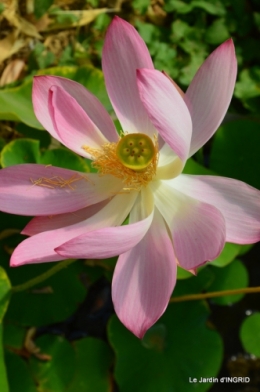 les jardins d'eau de Carsac 151.JPG