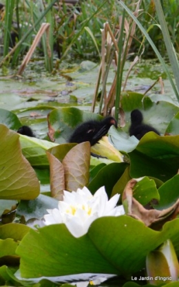 puces Lalinde,bébés canards,au moulin souci 105.JPG