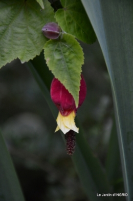 jardin juin,cabane,bouquet 077.JPG