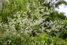 canal,fleurs blanches,marguerites,LE FLEIX,osier 042.JPG