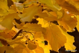 canal,automne,tonte des feuilles 066.JPG