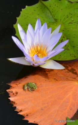 les jardins d'eau de Carsac 150.JPG