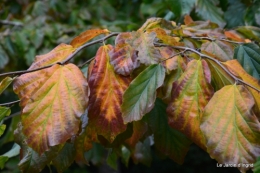 AUTOMNE,taille lantanas 055.JPG