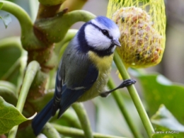 chatons,fleurettes,perce-neiges,bouquet tulipes,oiseaux 121.JPG