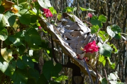 cygnes,jardin,apres la tonte 051.JPG