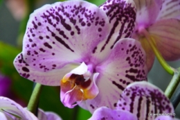 Orchidées,Noel jardiland,lever du soleil 019.JPG