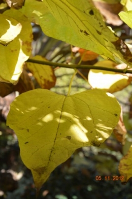 Ciron,feuilles d'automne,safran,taille érable 122.JPG