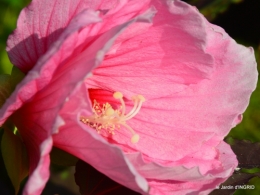 Ines,bouquet,hibiscus rose,cygnes,jardin 110.JPG
