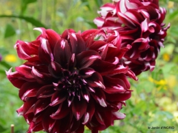 bouquet,jardin de Monet,les vaches,Pourville sur mer 149.jpg