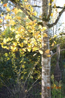 petite fille,ginkgo,savonnier,prunus serrula,malus everest