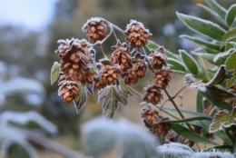 chevreuils,givre jardin et canal,marché de Noel Sarlat 078.JPG