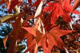 jardin automne,Arya avec Nicky 078.JPG