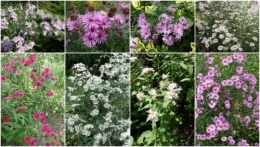 2012-10-05 fuschias,sauges,asters,pour le troc,.jpg