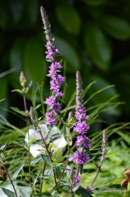 coeur des fleurs,papillons,libellules 103.JPG