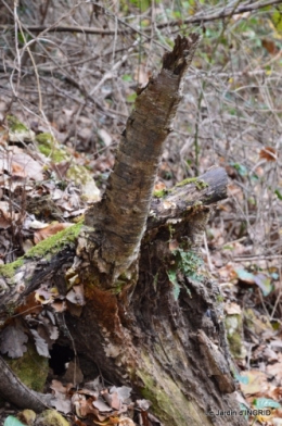 colline,crèche,taille 074.JPG