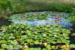 les jardins d'eau de Carsac 068.JPG