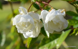 taille,arbustes,poinsettia,décos 057.JPG