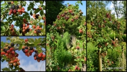 2014-07-07 tableau,jardin,centre de table,les bégos,Cadouin,DALY,Mouleydier3.jpg