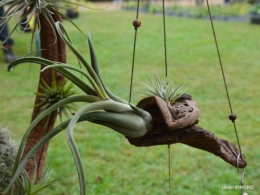 Neuvic,jardin,champignons canal 161.JPG