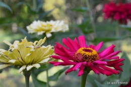 jardin Mme Perichou,grandes fleurs,bouquet,jardin 005.JPG