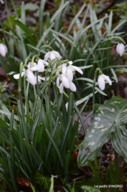 bulbes,perce neige,narcisse,pluie,hélébore,chapelle 107.jpg