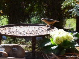 vue sur la terrasse,crocus,oiseaux, 042.JPG