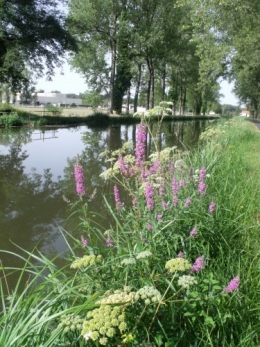 canal,lythum,berce,filipendule