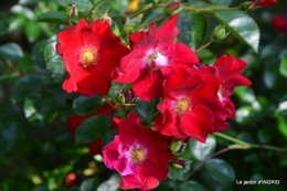 roses,poule d'eau,bébés cygnes, 173.JPG