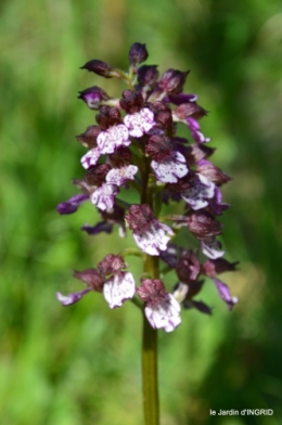 colline,orchidée,nature,jardin fleuri 004.JPG