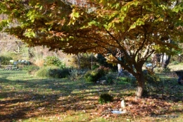 dernières automne,givre,chat 066.JPG