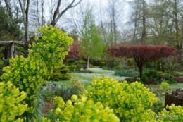 jardin confiné ,osier,magnolia jaune 073.JPG