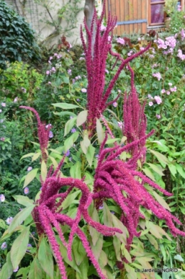 dahlias,massifs refaits,Lalinde,jardin 083.JPG