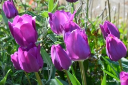 première roses,achats,jardin blanc 034.JPG