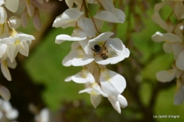 mésanges,escargots,ros. de banks,abeilles,Monpazier,Banes,Forêt 132.JPG