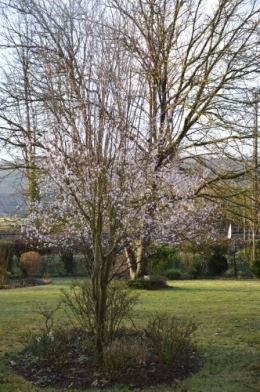 crocus,nichoirs,jonquilles,jardin,coucher du soleil 005.JPG