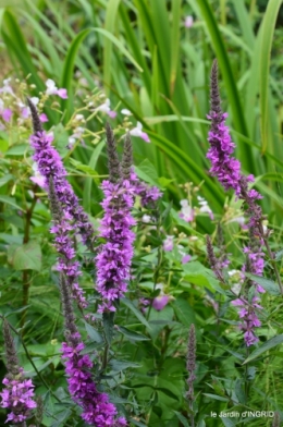 jardin,papillons,Cadouin,légumes,Sophie, 206.JPG