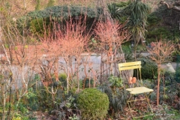 Givre,dentelles,helebores,crocus 025.JPG