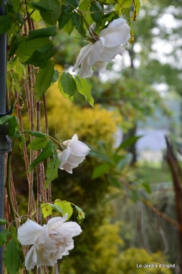 géraniums,glycine Monpazier,cabane,arums,fleurs sauvages 132.JPG