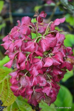 les tons roses,choux frisés,automne 030.JPG