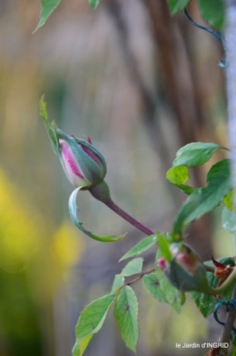 jardin,Ciron,pigeons,magnolia,amélanchier 091.JPG