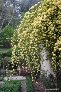 rosier de banks,jardin,cygnes,osier 057.JPG