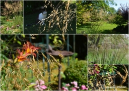 2016-07-11 jardin,papillons,Cadouin,légumes,Sophie,1.jpg