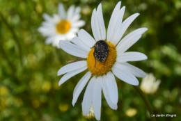 jardin avril et mai, 091.JPG